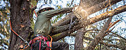 What Tree Services Does an Arborist Offer?