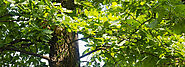 White Oak Tree Care Guide