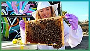 ¿Como encuentran comida las abejas en la ciudad?