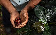 Los mejores métodos para un cultivo de café sostenible - Incapto Coffee