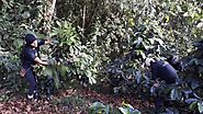 ¿Pueden las Fincas de Café Contribuir a la Reforestación en Ecuador? - Perfect Daily Grind Español