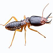 Termite Control, Termite Pest Control & Termite Exterminator St. Louis