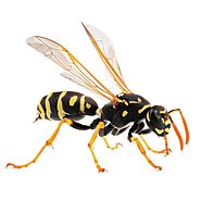Wasp Removal, Wasp Exterminator & Hornet Removal St. Louis