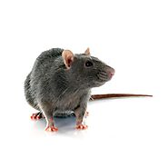Rat Pest Control & Rat Exterminator St. Louis