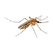 Mosquito Control & Mosquito Exterminator St. Louis
