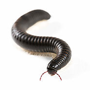 Centipede Pest Control & Millipede Exterminator St. Louis