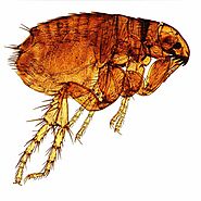 Flea Pest Control & Flea Exterminator St. Louis