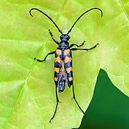 Beetle Exterminator, Beetle Pest Control & Japanese Beetle Control