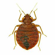 Bed Bugs Exterminator & Bed Bug Control St. Louis