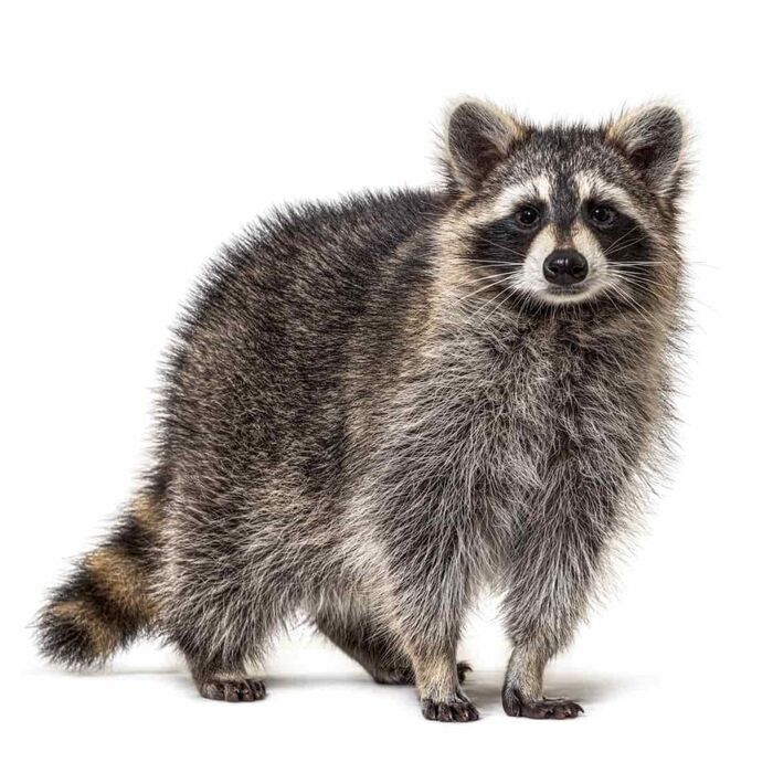 Wildlife Removal - St. Louis | A Listly List
