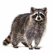 Raccoon Removal & Raccoon Pest Control St. Louis