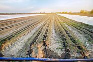 Why should farmers opt for Drip Irrigation – Know when, why and how! : Nafa