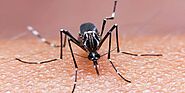 Mosquitoes pest control Services in Hyderabad, Dilsukhnagar|Top Mosquitoes pest control Services in Hyderabad, Dilsuk...