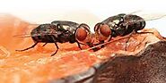 Flies Pest Control Services in Hyderabad, Dilsukhnagar|Top Flies Pest Control Services in Hyderabad, Dilsukhnagar|Bes...