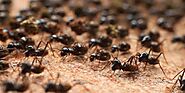 Ants pest control Services in Hyderabad, Dilsukhnagar|Top Ants pest control Services in Hyderabad, Dilsukhnagar|Best ...