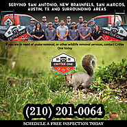 Squirrel Removal San Antonio , Austin, New Braunfels, San Marcos