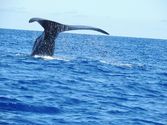 Mauritius Dolphin & Whale Watching - TripAdvisor