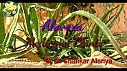Aloe Vera ||Dhritkumari||Ghee gwar||Gawar patha|| Benefits of Aloe Vera ||