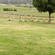 Experience a Yarra Valley wine tour with Chauffeur Drive Melbourne, Yarra Valley - Chauffeur Drive, Melbourne, Yarra ...