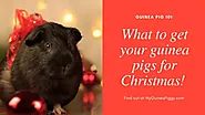 The best gift ideas for guinea pigs