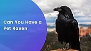 Can You Have a Pet Raven? | Our Pets and Friends