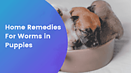 Home Remedies For Worms in Puppies | Our Pets and Friends