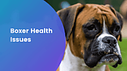 Boxer Health Issues | Our Pets and Friends