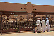 Explore Al Ain Camel Market
