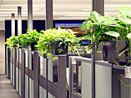 Improve the Natural Look of Office with Indoor Plants Melbourne