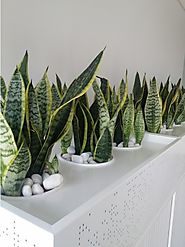 Tips to choose your Indoor Plants Melbourne for indoor planting
