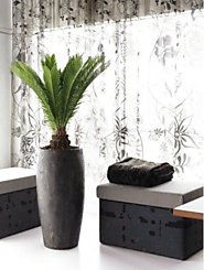 Experience Greenery with Indoor Plants Melbourne