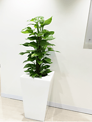 Melbourne Indoor plants professionals made the office a great place