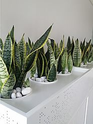 Indoor plant hire Melbourne experts explains how little work can give great benefits with indoor plants