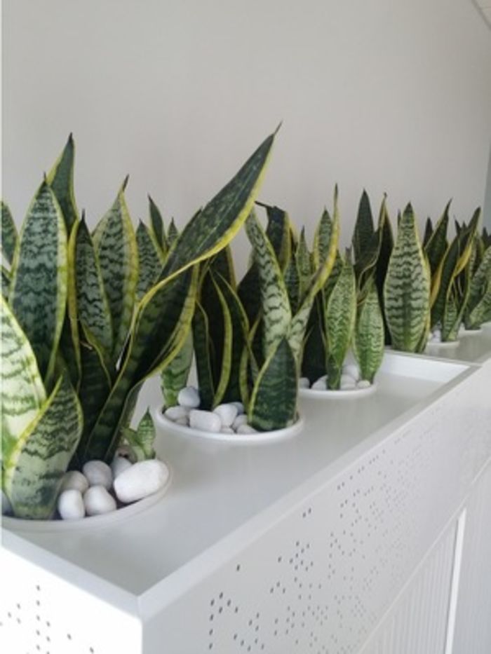 Best Indoor Plants in Melbourne A Listly List