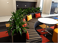 Indoor plant hire: Reduce Sick Leaves and Increase workplace productivity