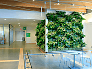 office plant hire melbourne: give your workplace a refreshing touch