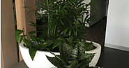 Indoor Plants Melbourne: Ways indoor plants Melbourne help you to beautify your home