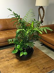 Best Indoor Plants in Melbourne | Inscape Indoor Plant Hire