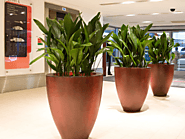 Why Should you get Office plants for hire