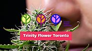 Cannabis Shop Toronto | Same Day Cannabis Delivery Toronto