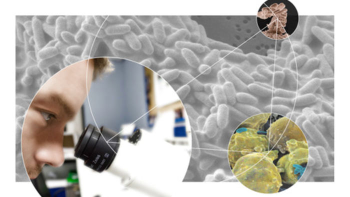 Bacteria And Chronic Infections Coursera