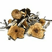 Benefits of buying shrooms online in Canada : ext_5899705 — LiveJournal