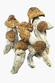 Melmac Magic Mushroom (5g) — Shroom Shack