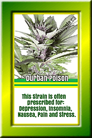 #4 Energy Cannabis Strain - Durban Poison