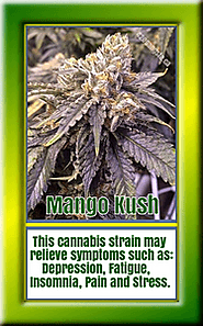 #6 Energy-Inducing Cannabis Strain - Mango Kush