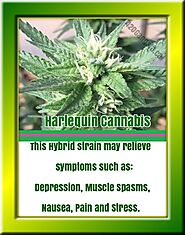 #7 Energy Cannabis Strain - Harlequin