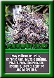 #1 Strain For Anxiety Relief - GrandDaddy Purple