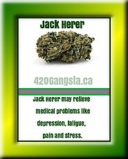 #2 Anxiety-Relieving Strain - Jack Herer