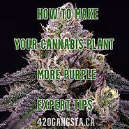 Making Your Cannabis More Purple Cannabis - 420Gangsta.ca