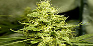 Seeds Or Clones? How To Start My Indoor Marijuana Grow